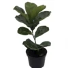 Bambino Dwarf Fiddleleaf Fig Tree - Ficus - 6" Pot - Great Indoor Tree
