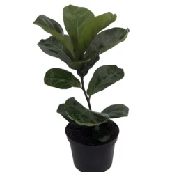 Bambino Dwarf Fiddleleaf Fig Tree - Ficus - 6" Pot - Great Indoor Tree