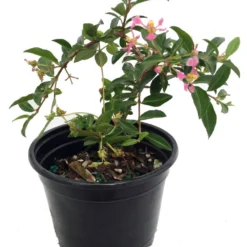 Barbados Cherry Plant - Malpighia Punicfolia - Acerola - Indoors/Out - 6" Pot -Outlet Buds Grow Store barbados20cherry20plant 81205.1654288324