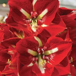 Barbados Giant Dutch Amaryllis - 32/34cm Bulb