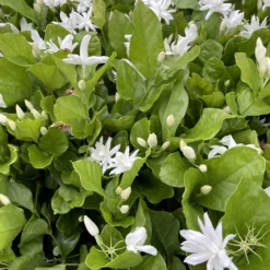 Belle Of India Arabian Tea Jasmine Plant - Sambac - 4" Pot -Outlet Buds Grow Store belleindiagroup 64743.1695076240