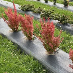 SUNJOY ORANGE PILLAR™ - Barberry - Berberis- Proven Winners - 4" Pot 7 SUNJOY ORANGE PILLAR™ - Barberry - Berberis- Proven Winners - 4" Pot -Outlet Buds Grow Store berberis sunjoy orange pillar 1 1080 1080 60 93011.1658839764