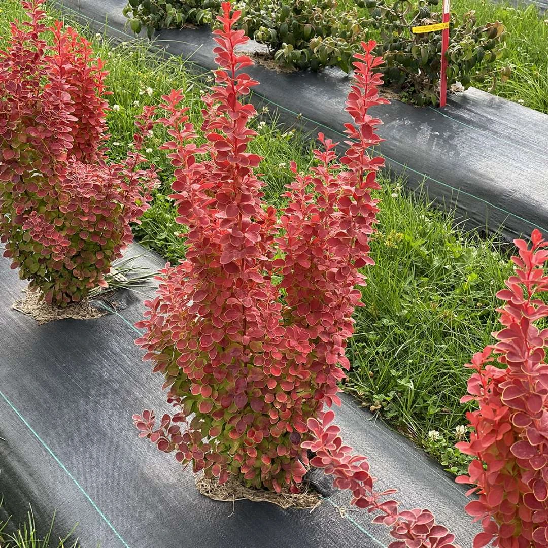 SUNJOY ORANGE PILLAR™ - Barberry - Berberis- Proven Winners - 4" Pot 2 SUNJOY ORANGE PILLAR™ - Barberry - Berberis- Proven Winners - 4" Pot - Image 2