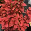 SUNJOY ORANGE PILLAR™ - Barberry - Berberis- Proven Winners - 4" Pot
