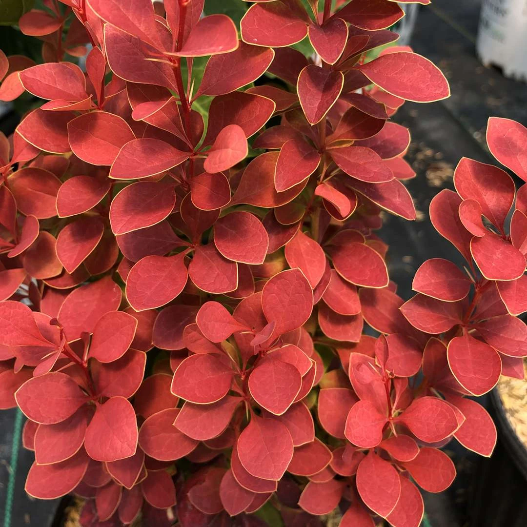 SUNJOY ORANGE PILLAR™ - Barberry - Berberis- Proven Winners - 4" Pot 1 SUNJOY ORANGE PILLAR™ - Barberry - Berberis- Proven Winners - 4" Pot