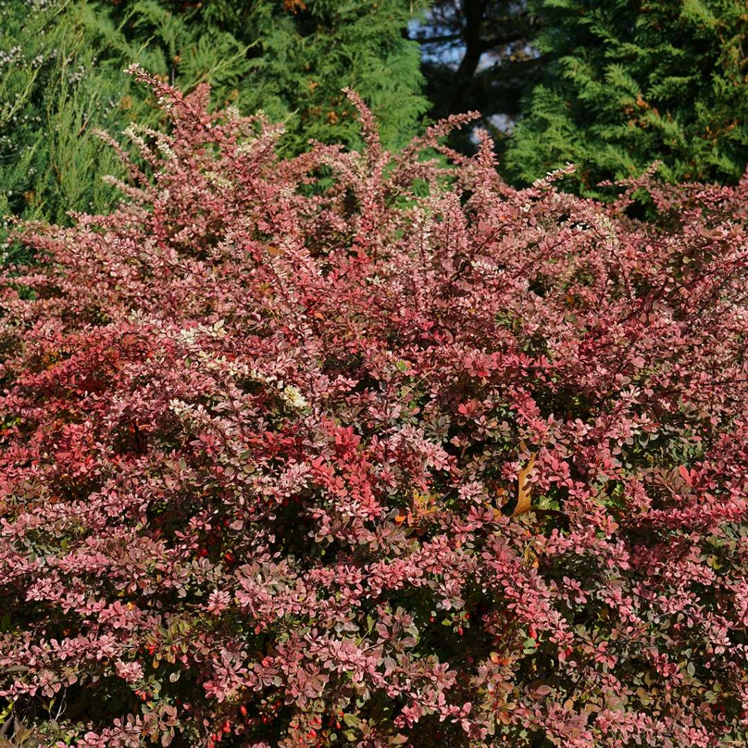 Sunjoy Sequins® Berberis Thunbergii PPAF - Proven Winners - 4" Pot 3 Sunjoy Sequins® Berberis Thunbergii PPAF - Proven Winners - 4" Pot - Image 3