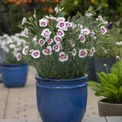 Best Seller -Outlet Buds Grow Store berryalamode 21488.1683149658