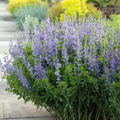 Blue False Indigo Perennial - Baptisia Australis - Quart Pot