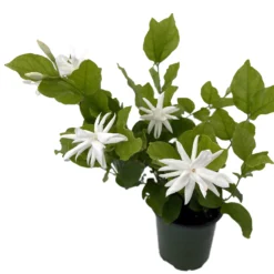 Belle Of India Arabian Tea Jasmine Plant - Sambac - 4" Pot