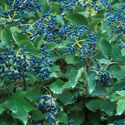Blue Muffin® Arrowwood Viburnum Shrub - Hardy/Showy - Proven Winners - 4" Pot