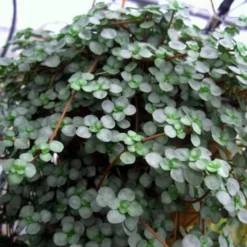 Blue Baby Tears - Pilea Glauca - 4" Mini Hanging Basket -Outlet Buds Grow Store bluebabytearjobetear2 23501.1602097722