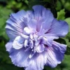 Blue Chiffon® Hibiscus Syriacus - Rose Of Sharon - 4" Pot - Proven Winners