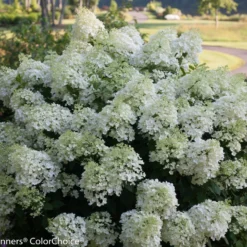 BoBo® Dwarf Hydrangea Bush - Blooms All Summer - Proven Winners - 4" Pot -Outlet Buds Grow Store bobo hydrangea 1681 56959.1636031589