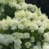 BoBo® Dwarf Hydrangea Bush - Blooms All Summer - Proven Winners - 4" Pot