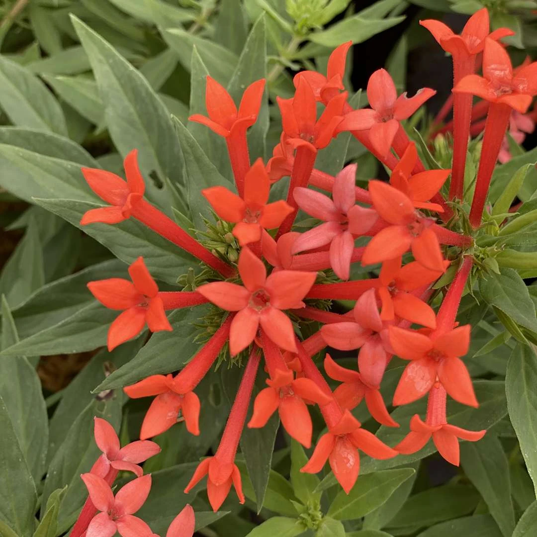 Estrellita- Little Star™- Firecracker Bush - Bouvardia - Proven Winners - 4" Pot 1 Estrellita- Little Star™- Firecracker Bush - Bouvardia - Proven Winners - 4" Pot