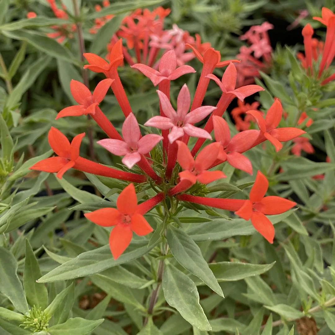 Estrellita- Little Star™- Firecracker Bush - Bouvardia - Proven Winners - 4" Pot 2 Estrellita- Little Star™- Firecracker Bush - Bouvardia - Proven Winners - 4" Pot - Image 2