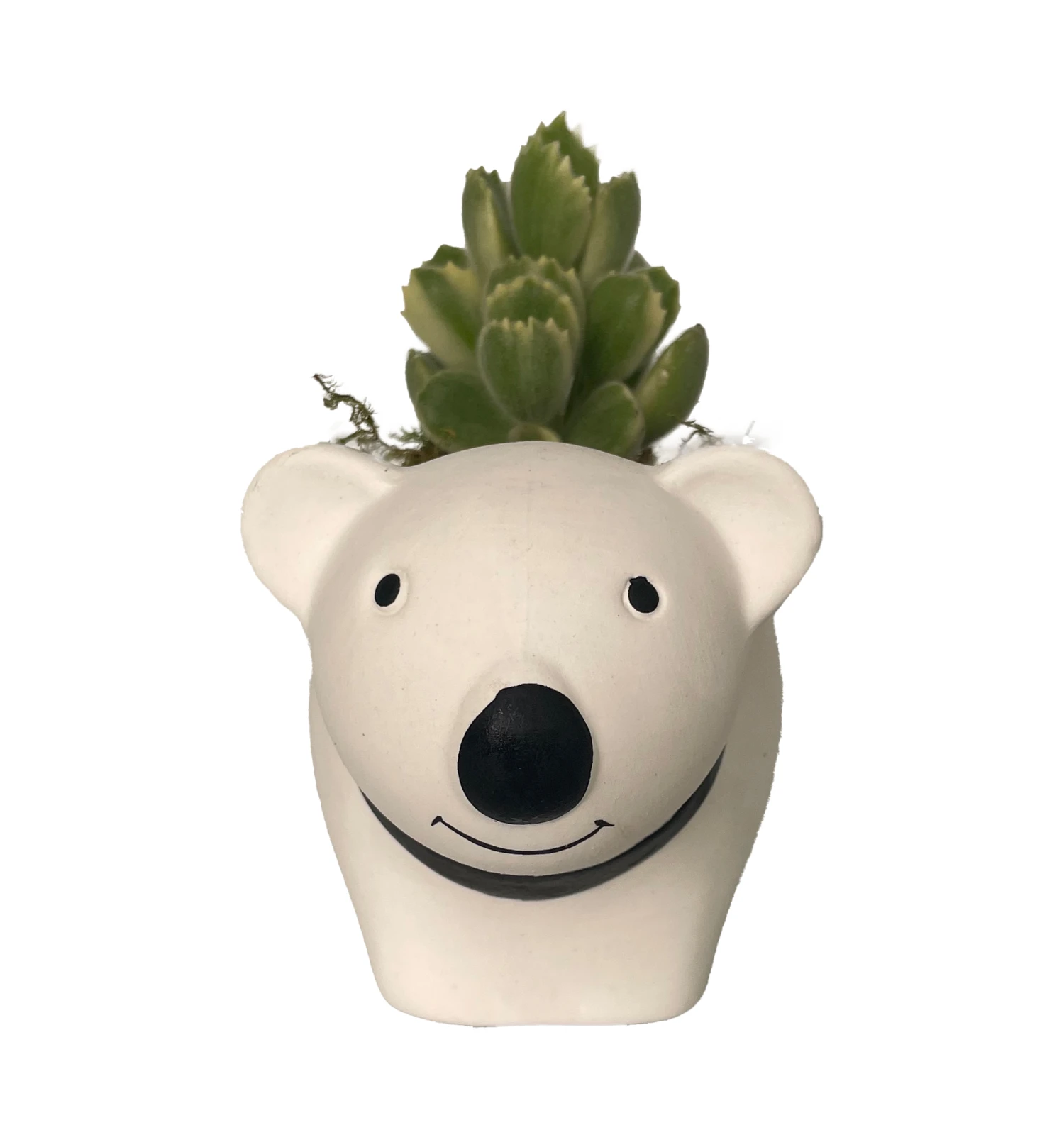 Cozy Bear Planter With Variegated Bear Paw Succulent Plant -3" X 5.75" X 3.75" 1 Cozy Bear Planter With Variegated Bear Paw Succulent Plant -3" X 5.75" X 3.75"