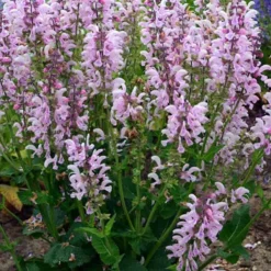 Fashionista® Series Ballerina Pink - Meadow Sage - Quart Pot