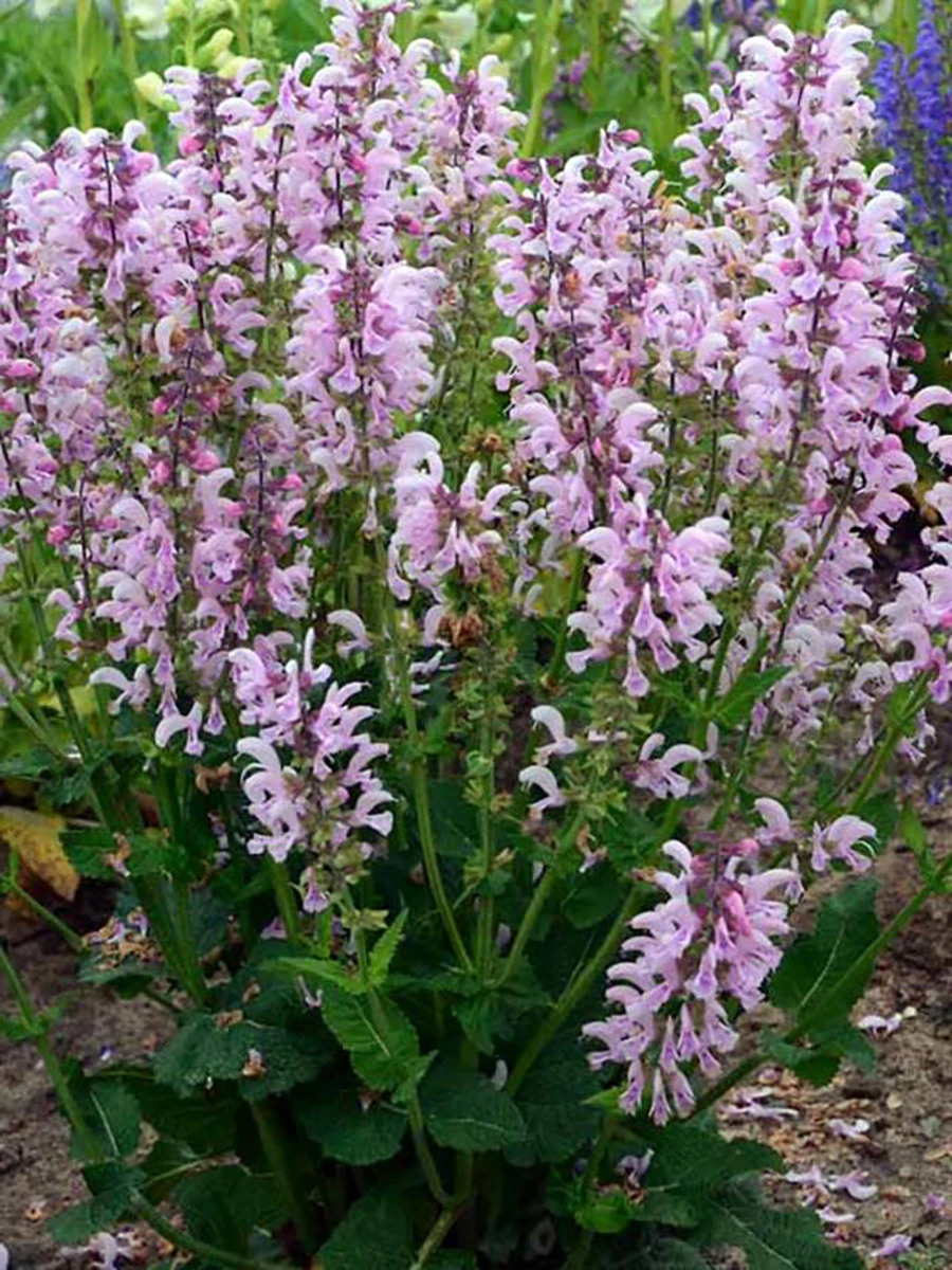 Fashionista® Series Ballerina Pink - Meadow Sage - Quart Pot 1 Fashionista® Series Ballerina Pink - Meadow Sage - Quart Pot