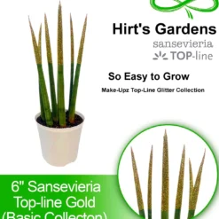 Make-Upz Glitter Gold Bamboo Shoots Snake Plant - Sansevieria - 6" Pot -Outlet Buds Grow Store bpline7 0000000410 h 2 55135.1690831070