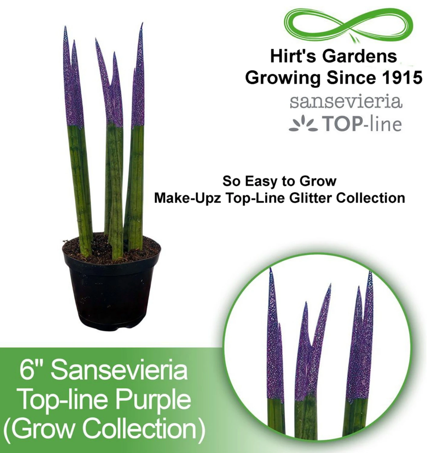 Make-Upz Glitter Purple Bamboo Shoots Snake Plant - Sansevieria - 6" Pot 2 Make-Upz Glitter Purple Bamboo Shoots Snake Plant - Sansevieria - 6" Pot - Image 2