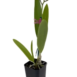 Brassavola Little Stars Orchid - Nodosa X Subulifolia - 2" Pot - Collector Orchids