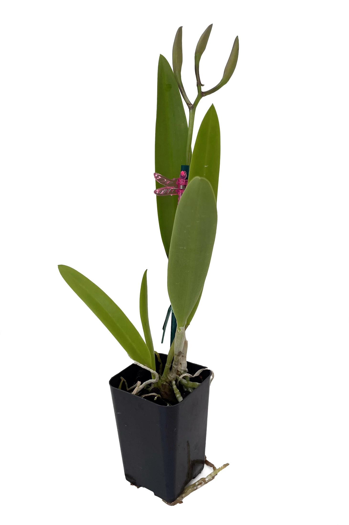 Brassavola Little Stars Orchid - Nodosa X Subulifolia - 2" Pot - Collector Orchids 1 Brassavola Little Stars Orchid - Nodosa X Subulifolia - 2" Pot - Collector Orchids