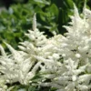 Bridal Veil Astilbe - Shade Perennial - False Spirea - Quart Pot