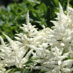 Bridal Veil Astilbe - Shade Perennial - False Spirea - Quart Pot