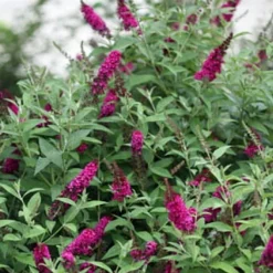 Buddleia X Miss Molly Butterfly Bush - Sangria Red -Proven Winners- 4" Pot 7 Buddleia X Miss Molly Butterfly Bush - Sangria Red -Proven Winners- 4" Pot -Outlet Buds Grow Store buddleiamissmolly3 67722.1615344521