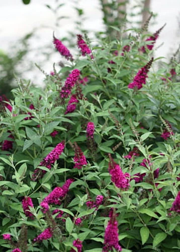 Buddleia X Miss Molly Butterfly Bush - Sangria Red -Proven Winners- 4" Pot 3 Buddleia X Miss Molly Butterfly Bush - Sangria Red -Proven Winners- 4" Pot - Image 3