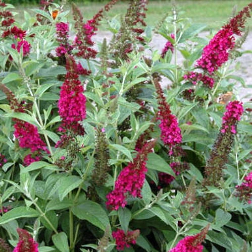 Buddleia X Miss Molly Butterfly Bush - Sangria Red -Proven Winners- 4" Pot 4 Buddleia X Miss Molly Butterfly Bush - Sangria Red -Proven Winners- 4" Pot - Image 4