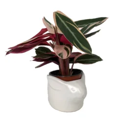 White Bunny Rabbit Ceramic Animal Pot - 6" X 4" - NEW