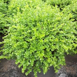 Chicagoland Green Boxwood - 4" Pot - Buxus