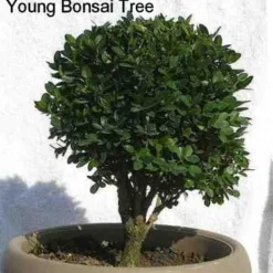 SPRINTER® Boxwood - Buxus - Grows In Sun Or Shade - Proven Winners - 4" Pot 9 SPRINTER® Boxwood - Buxus - Grows In Sun Or Shade - Proven Winners - 4" Pot -Outlet Buds Grow Store buxusbonsai2 53953.1615344558