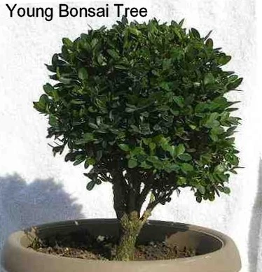 SPRINTER® Boxwood - Buxus - Grows In Sun Or Shade - Proven Winners - 4" Pot 5 SPRINTER® Boxwood - Buxus - Grows In Sun Or Shade - Proven Winners - 4" Pot - Image 5