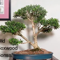SPRINTER® Boxwood - Buxus - Grows In Sun Or Shade - Proven Winners - 4" Pot 8 SPRINTER® Boxwood - Buxus - Grows In Sun Or Shade - Proven Winners - 4" Pot -Outlet Buds Grow Store buxusbonsai 93542.1615344558