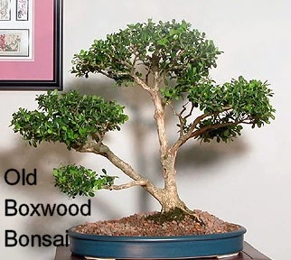 SPRINTER® Boxwood - Buxus - Grows In Sun Or Shade - Proven Winners - 4" Pot 4 SPRINTER® Boxwood - Buxus - Grows In Sun Or Shade - Proven Winners - 4" Pot - Image 4
