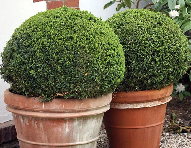 SPRINTER® Boxwood - Buxus - Grows In Sun Or Shade - Proven Winners - 4" Pot 2 SPRINTER® Boxwood - Buxus - Grows In Sun Or Shade - Proven Winners - 4" Pot - Image 2