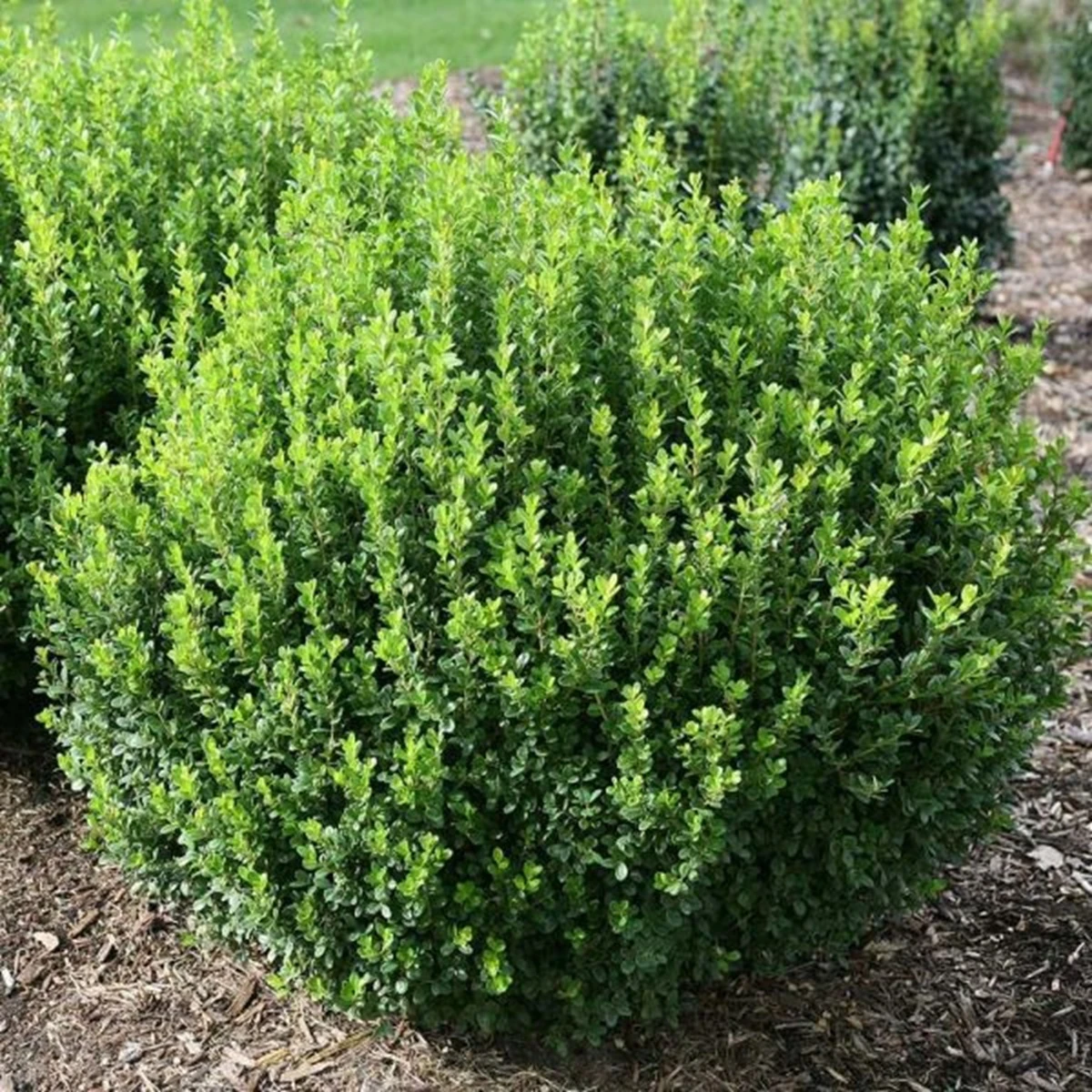 SPRINTER® Boxwood - Buxus - Grows In Sun Or Shade - Proven Winners - 4" Pot 1 SPRINTER® Boxwood - Buxus - Grows In Sun Or Shade - Proven Winners - 4" Pot