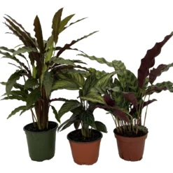 Calathea Assortment - 3 Pack In 4" Pots