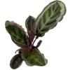 Angela Prayer Plant - Calathea Roseopicta 'Angela' - 4" Pot