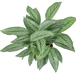 Uncommon Vittata Peacock Plant - Calathea - 4" Pot - Collector's Series -Outlet Buds Grow Store calatheavittata 38482.1612548899