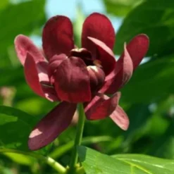 Calycanthus Aphrodite PPAF- Sweetshrub - Fragrant - Proven Winners - 4" Pot -Outlet Buds Grow Store calycanthusaphrodite1 08554.1615344537