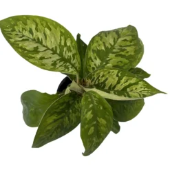 Camouflage Queen Of Hearts Plant - Homalomena Wallisii - 4" Pot