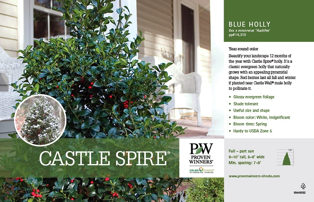 Castle Spire® Blue Holly - Ilex - 4" Pot - Proven Winners 2 Castle Spire® Blue Holly - Ilex - 4" Pot - Proven Winners - Image 2