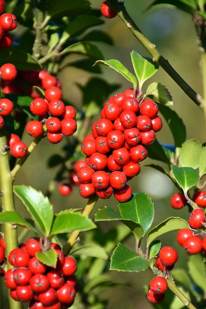 Castle Spire® Blue Holly - Ilex - 4" Pot - Proven Winners 1 Castle Spire® Blue Holly - Ilex - 4" Pot - Proven Winners