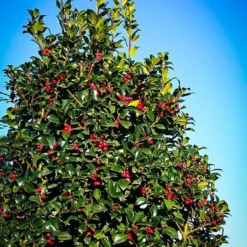 Castle Spire® Blue Holly - Ilex - 4" Pot - Proven Winners 9 Castle Spire® Blue Holly - Ilex - 4" Pot - Proven Winners -Outlet Buds Grow Store castlespirebluehollyhr3 47707.1615344546