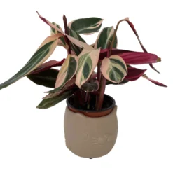 Tan Cat Ceramic Animal Pot - 6" X 4" - NEW 5 Tan Cat Ceramic Animal Pot - 6" X 4" - NEW -Outlet Buds Grow Store catpotplant 45727.1645122697