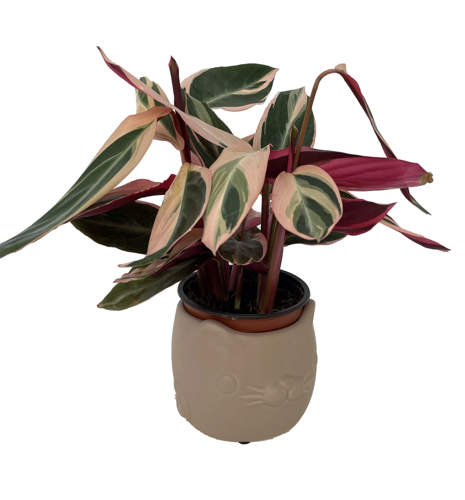 Tan Cat Ceramic Animal Pot - 6" X 4" - NEW 3 Tan Cat Ceramic Animal Pot - 6" X 4" - NEW - Image 3